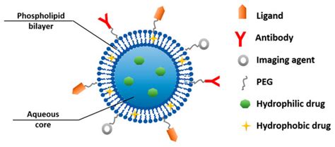 Novel Tumor-Targeting Nanoparticles for Cancer Treatment—A Review