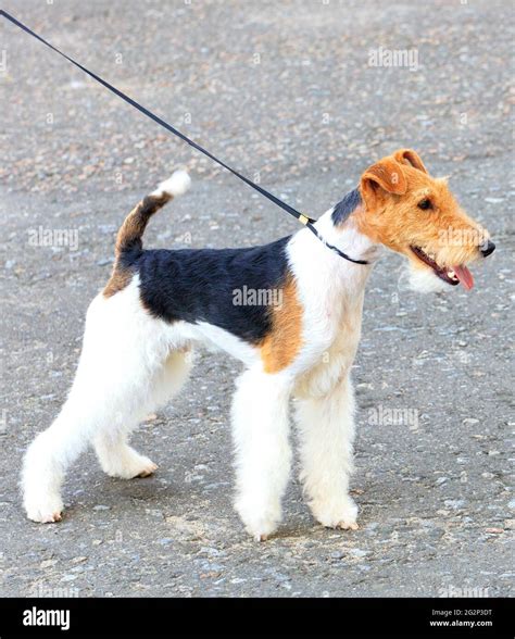 Wire Hair Fox Terrier Grooming