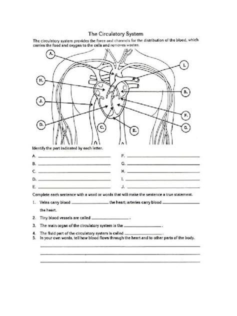 Circulatory System Worksheet | PDF