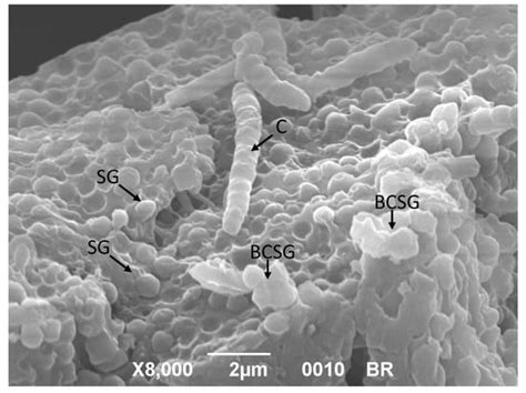 Conversion of Starchy Waste Streams into Polyhydroxyalkanoates Using ...