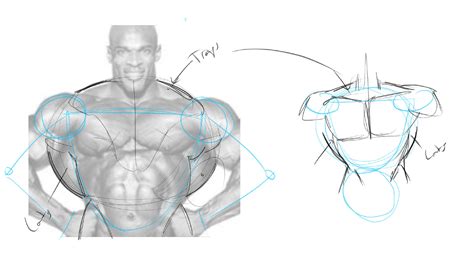 How To Draw Comic Anatomy - Toughbush Tynanmarketing - Photos of the Anatomy