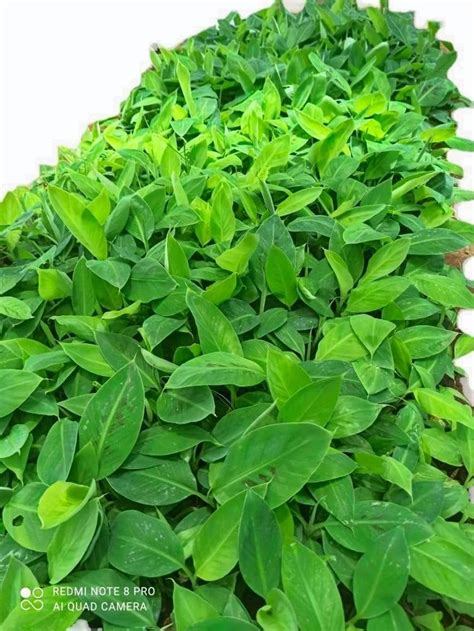 MORINGA PKM1 PLANTS & Plastic Dip Cup Service Provider from Bengaluru