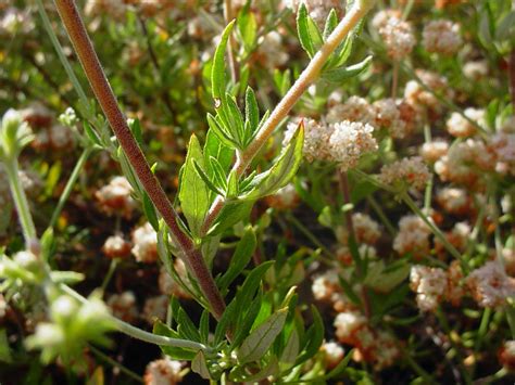 Mother Nature's Backyard - A Water-wise Garden: Plant of the Month (June) : California buckwheat ...