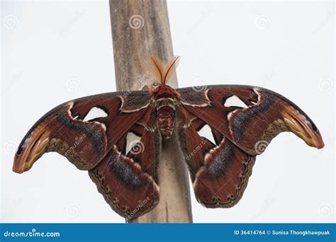 Butterfly stock photo. Image of brown, butterflies, colorful - 36414764