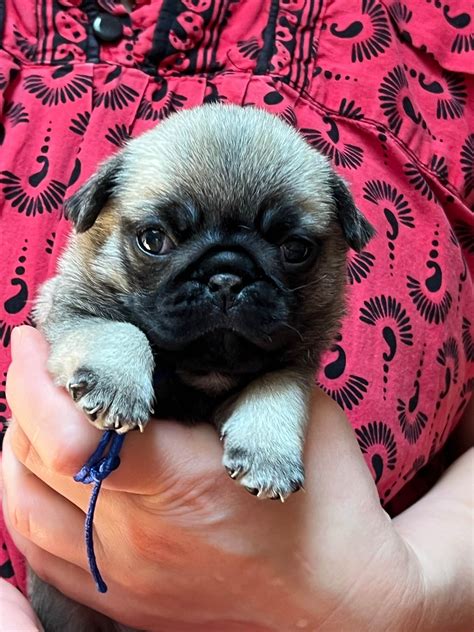 Cute Black Pugs Puppies