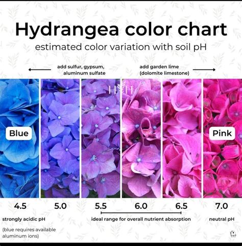 Pin by Tara DeMayo on Plants and flowers | Hydrangea colors, Hydrangea ...