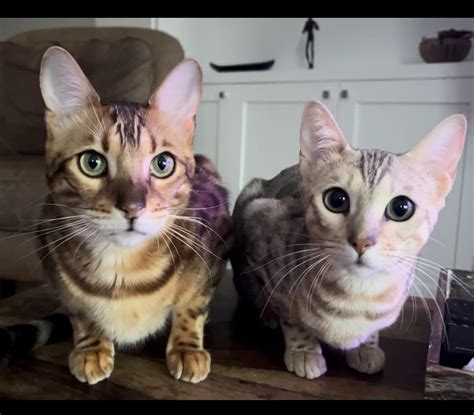 A rare moment that I managed to capture ️ : r/bengalcats