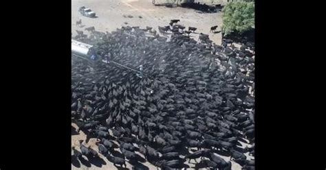 Video: Hundreds of thirsty cows flocking to a water tanker shows the ...