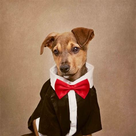 给呆萌的狗狗们也拍一张时尚证件照 每只狗狗背后还有一段故事_独家_资讯_凤凰艺术