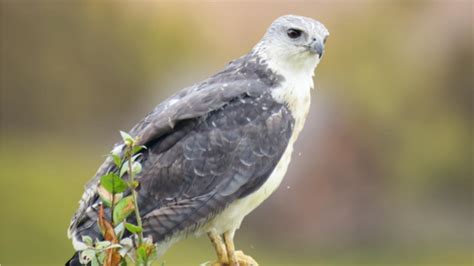 9 Hawks with White Heads (Size, Color, Diet and Habitat)