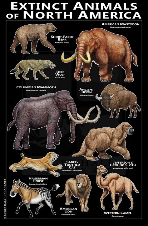 Extinct Animals of North America Poster - SIGNED BY ARTIST! - Etsy