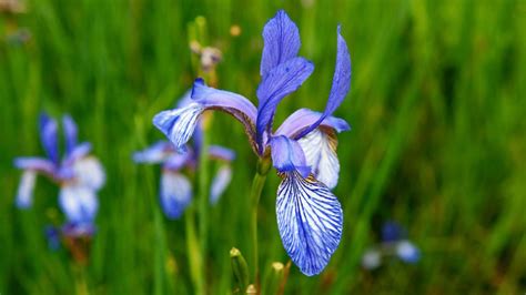 What Are Flag Flowers? Types, Care, and Growing Tips - Randy Lemmon