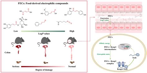 The Alleviation of Dextran Sulfate Sodium (DSS)-Induced Colitis ...