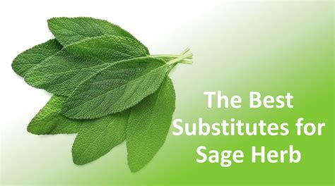 Sage Substitutes: Here Are The Best Alternatives We Recommend