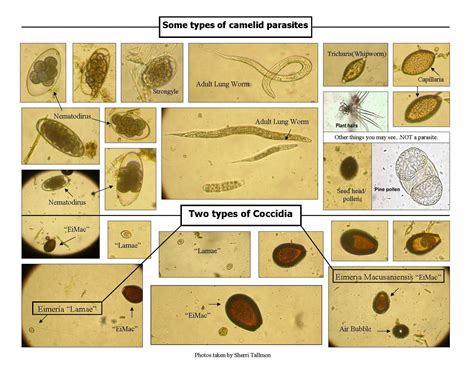 寄生虫 Parasite_电影介绍_评价_剧照_演员表_影评 - 酷乐米