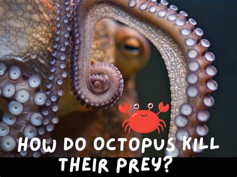 What Kills Octopus