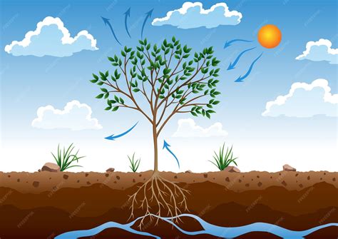 Premium Vector | Photosynthesis process tree produce oxygen using rain ...