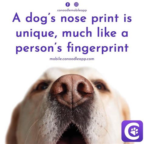 Can Nose Prints Be Used To Identify Dogs