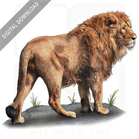 African Lion Reproduction Art 的图像结果