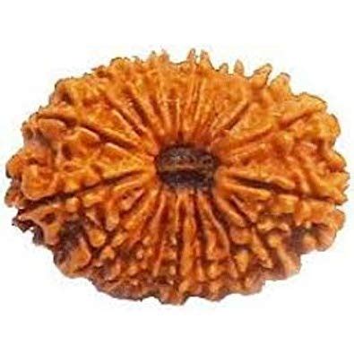 Buy GemSapphire 18 Mukhi | 18 Face Nepal Rudraksha Lab Certified Beed ...