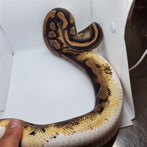 Image result for Pied Python