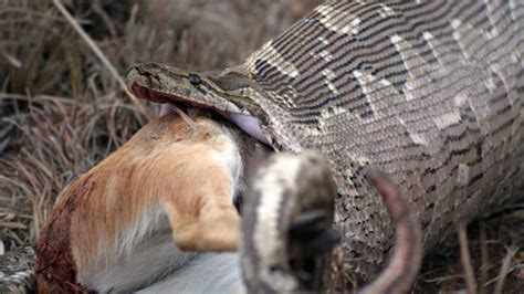 Killling a Python 的图像结果