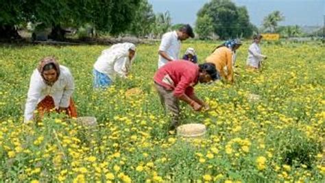 Ahmednager अकोळनेरची समृद्ध फुलशेती | Sakal