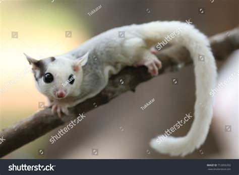 Petaurus Breviceps Sugar Glider Special Pet Stock Photo 712856350 ...