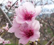 fiore flowers file flowers jpg fiore flowers file flowers jpg