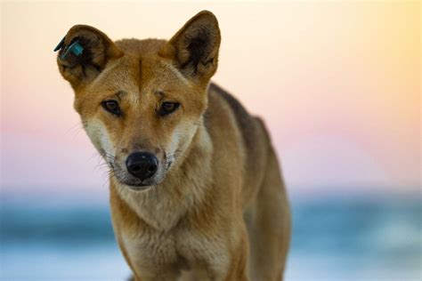 9 Australian Dog Breeds for Aficionados