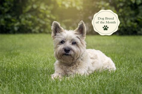 Are Cairn Terriers Intelligent