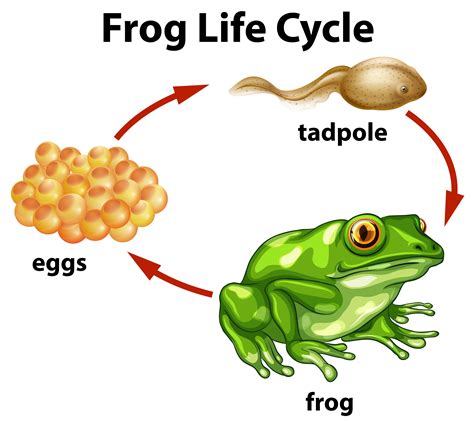 Frog Cycle 的图像结果
