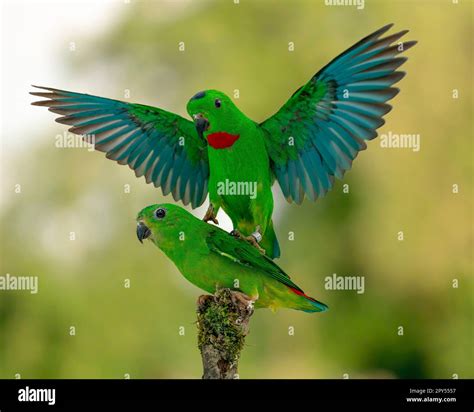 blue-crowned hanging parrot Stock Photo - Alamy