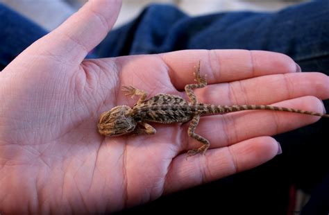 Newborn Bearded Dragon | Wallpapers Gallery