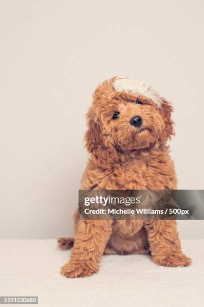 Image result for Old Cockapoo