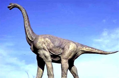 【科普】满洲龙：白山黑水间出了中国的第一只恐龙 - 哔哩哔哩