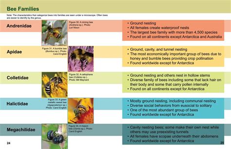 Image result for Bee Identification Chart