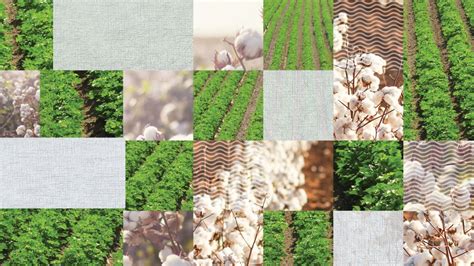 Cotton Industry 的图像结果