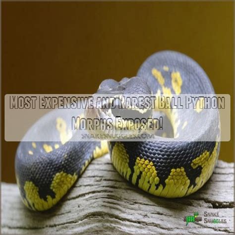 Image result for Rarest Python