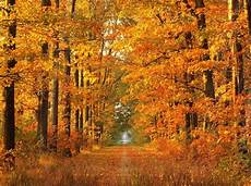 Free Animated Fall Backgrounds by Autumn Animated Wallpaper Standaloneinstaller Free Animated Fall Backgrounds