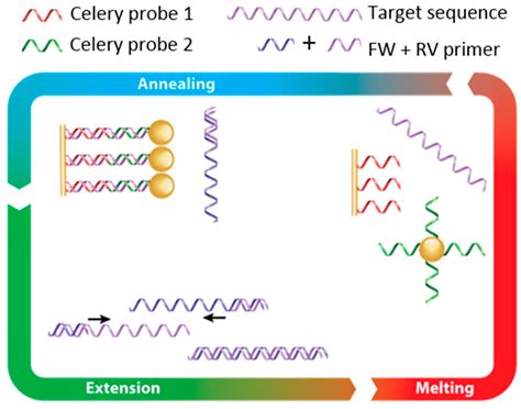 Identification and Quantification of Celery Allergens Using Fiber Optic ...