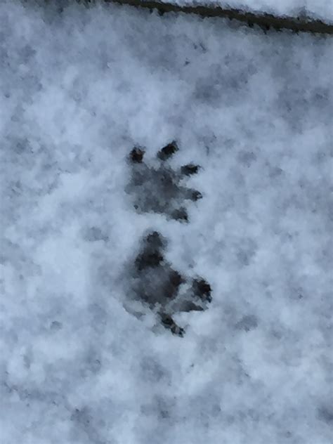 Raccoon Tracks in the Snow