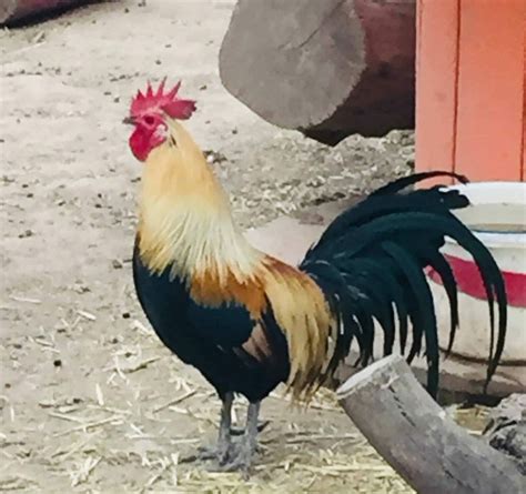 Why Do Roosters Crow ~ 5 Reasons for Crowing - Rural Living Today