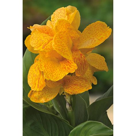 Canna Bulb CannaSol Happy Emily Canna Lily 3/5 Eye | SiteOne