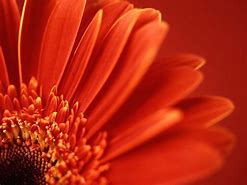 Image result for Flower Color Pictures