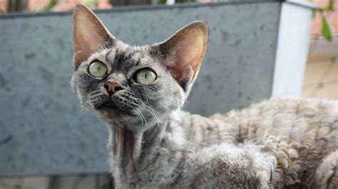 32 facts about Devon Rex cats | PetsRadar