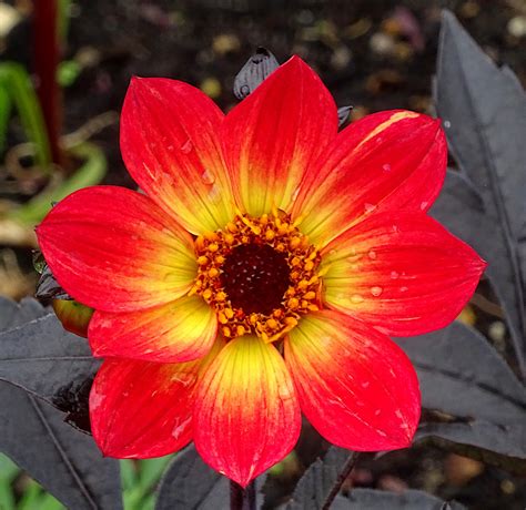 Red Yellow Flower After Rainfall Free Stock Photo - Public Domain Pictures