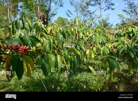 Image result for Java Coffee Plantation