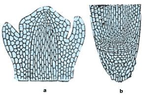 Tissues in Plants and Animals Notes - Class 9 PDF Download