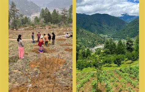 Multi-Layer Farming Drives Rural Economic Revival in North-East India ...